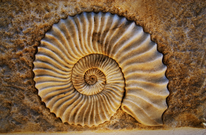a fossil in limestone