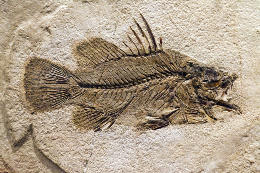Fossilized fish